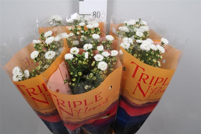 <h4>Ast Ov Purple</h4>