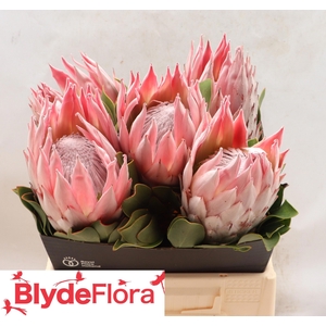 PROTEA CY SANDRA