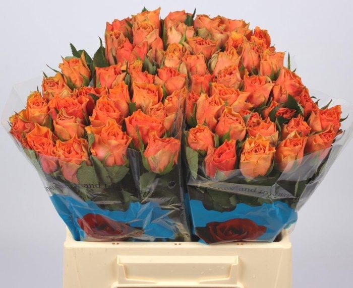 <h4>R GR ARANCIO@</h4>