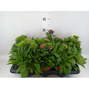 Dianthus barb.