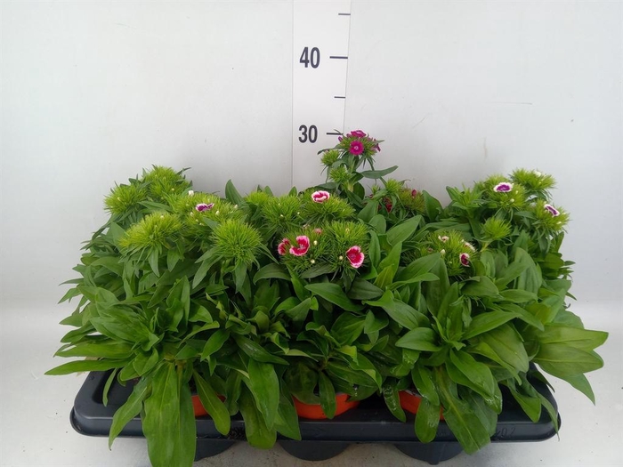 <h4>Dianthus barb.</h4>