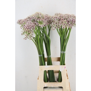 ALLIUM SILVERSPRING