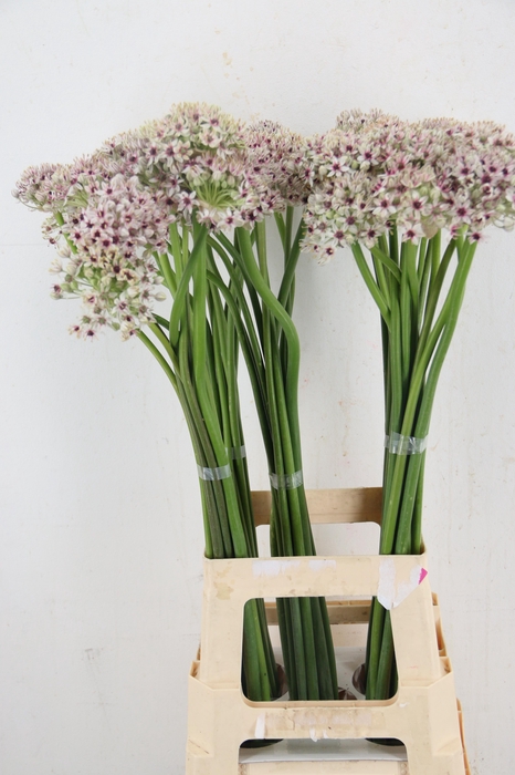 <h4>ALLIUM SILVERSPRING</h4>