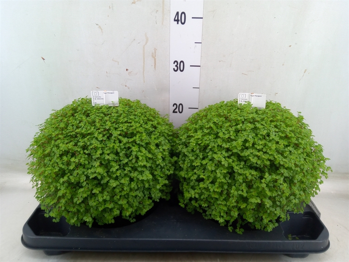 <h4>Soleirolia soleirolii   ...green</h4>