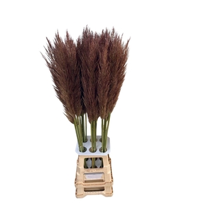 Cortaderia Opgetrokken Brown Stem
