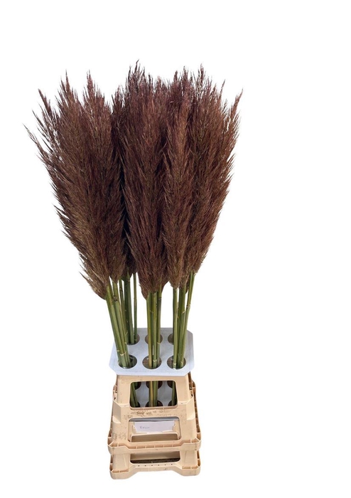 <h4>Cortaderia Opgetrokken Brown Stem</h4>