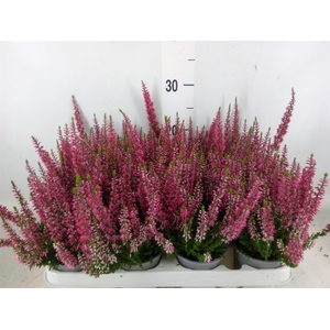 Calluna vulg. 'Beauty L Siska'