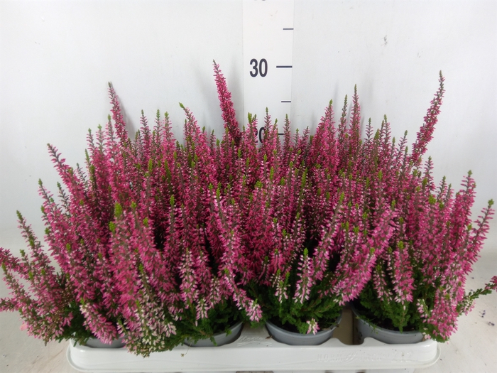 <h4>Calluna vulg. 'Beauty L Siska'</h4>