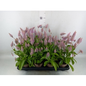 Ptilotus exaltatus 'Joey'