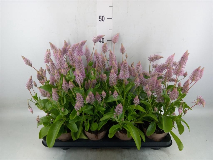 <h4>Ptilotus exaltatus 'Joey'</h4>