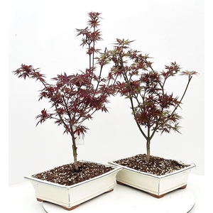 Acer palmatum 
