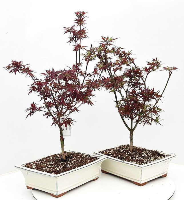 <h4>Acer palmatum "shaina", pot 27 cm.</h4>