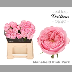 R KL PINK MANSFI PARK x20