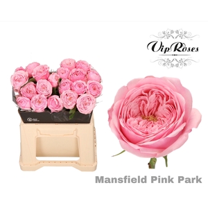 R KL PINK MANSFI PARK x20