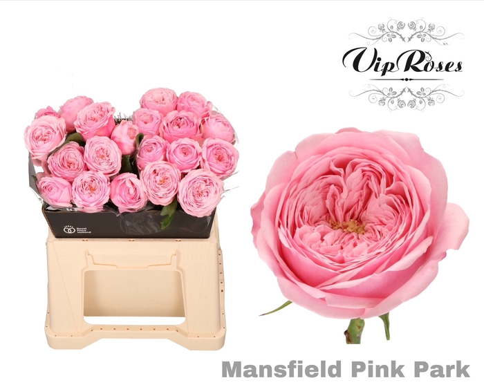 <h4>R KL PINK MANSFI PARK x20</h4>