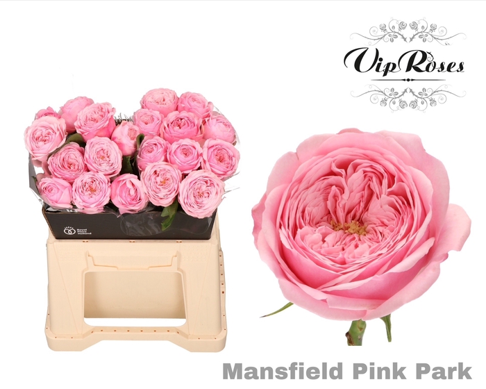 <h4>R KL PINK MANSFI PARK x20</h4>
