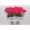 Dianthus St Lamoira