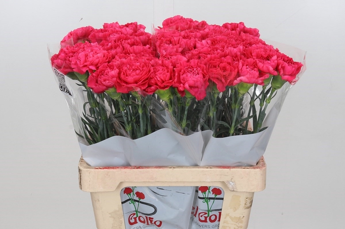 Dianthus St Lamoira