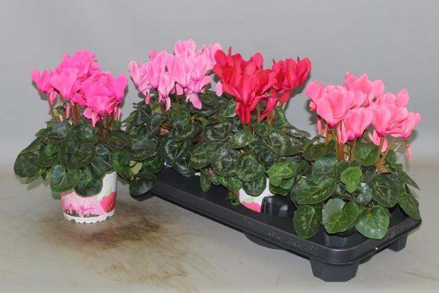 <h4>CYCL GR SUP XL</h4>