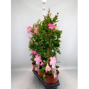 Mandevilla sand. 'Eagle Eye'