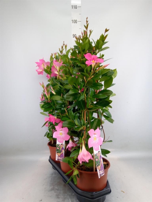 <h4>Mandevilla sand. 'Eagle Eye'</h4>