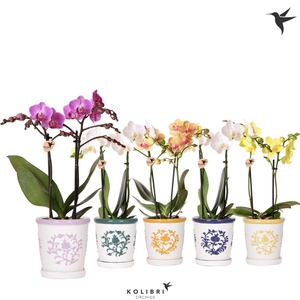 Kolibri Orchids Phalaenopsis mix 2 spike in Malaga pot mix