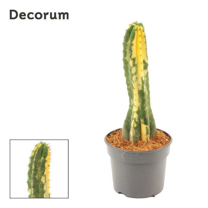 <h4>Echinopsis Pachanoi 9 cm Variegata (Decorum)</h4>