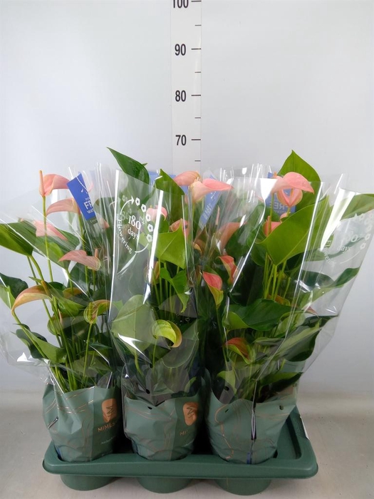 <h4>Anthurium andr. 'Joli Peach'</h4>
