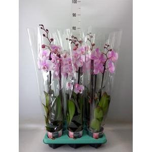 Phalaenopsis   ...