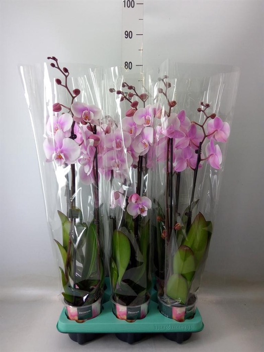 <h4>Phalaenopsis   ...</h4>