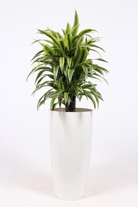 <h4>Dracaena Lemon Lime in Santorini pot "wit"</h4>
