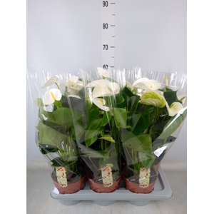 Anthurium andr. 'Alpine'