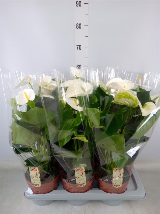 <h4>Anthurium andr. 'Alpine'</h4>