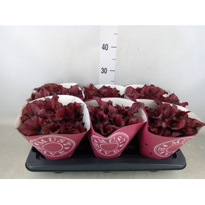 Begonia BD 'Kohala Red'