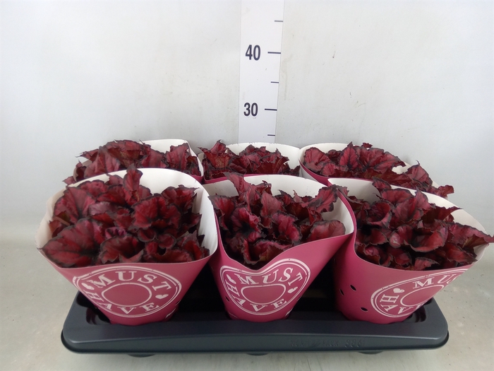 <h4>Begonia BD 'Kohala Red'</h4>