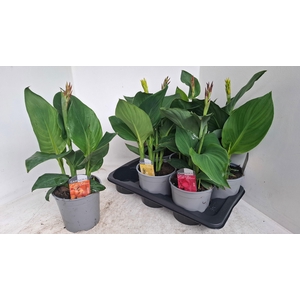 CANNA CANNOVA GEM