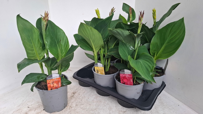 <h4>CANNA CANNOVA GEM</h4>