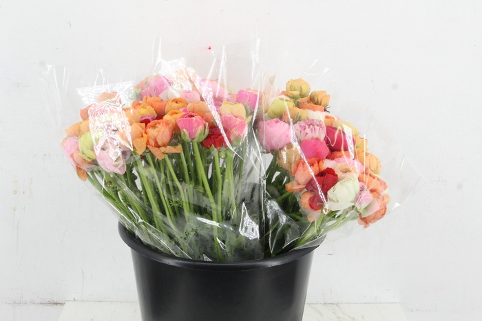 <h4>RAN ELEGANCE MIX</h4>