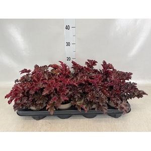 Heuchera   ...