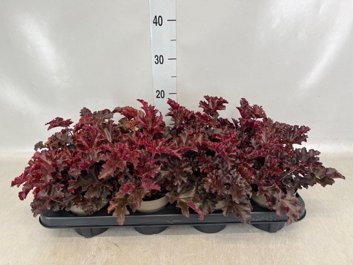 <h4>Heuchera   ...</h4>