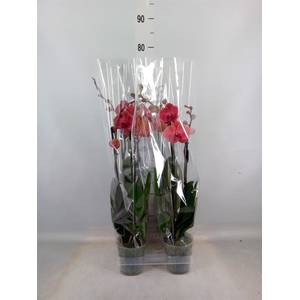 Phalaenopsis  'Asian Coral'