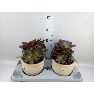 Aeonium arboreum 'Velours'