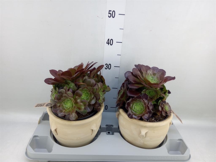 <h4>Aeonium arboreum 'Velours'</h4>