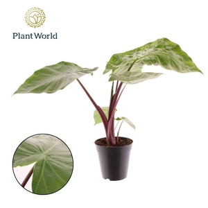 Alocasia Dark Stare