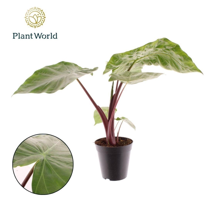 <h4>Alocasia Dark Stare</h4>