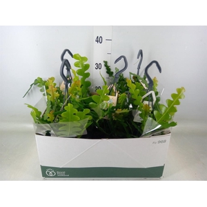 Epiphyllum anguliger