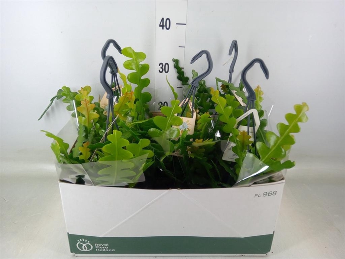 <h4>Epiphyllum anguliger</h4>