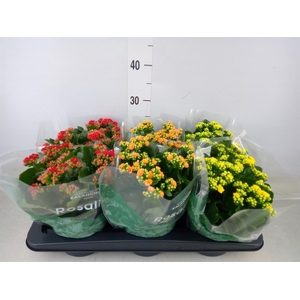 Kalanchoe blos. 'Rosalina'  ..mix 3