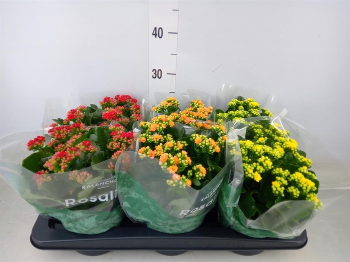 <h4>Kalanchoe blos. 'Rosalina'  ..mix 3</h4>
