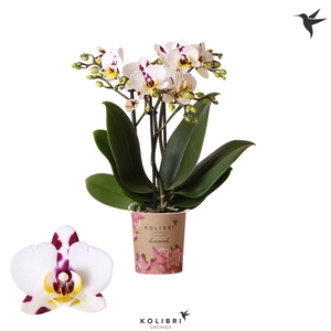 Phalaenopsis Multifloratypes Coco 4
